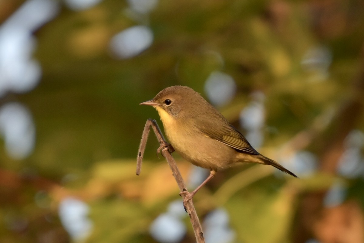 Common Yellowthroat - ML643355996