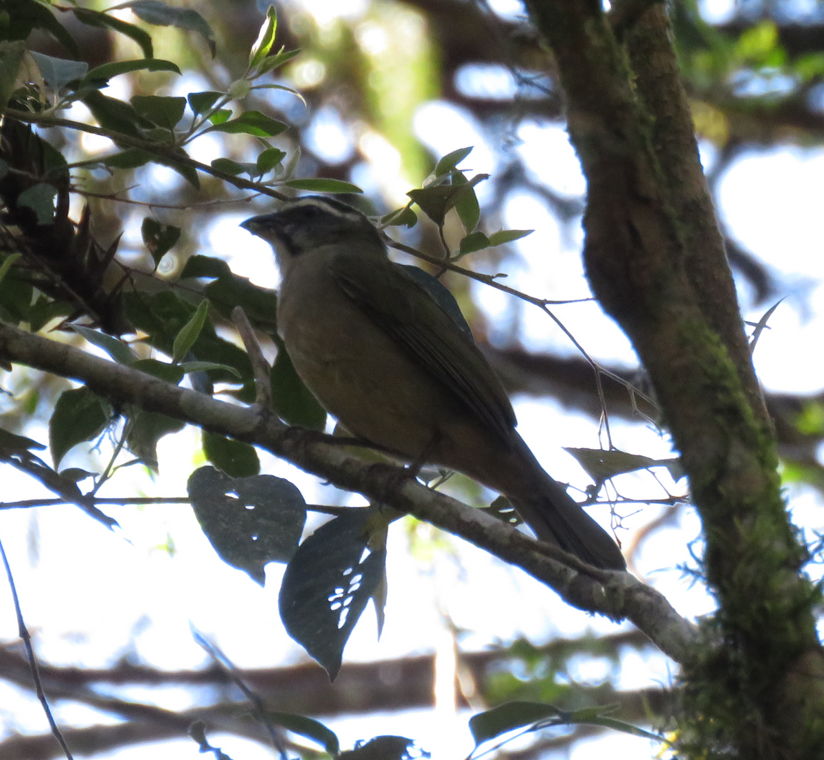 Green-winged Saltator - ML643356007