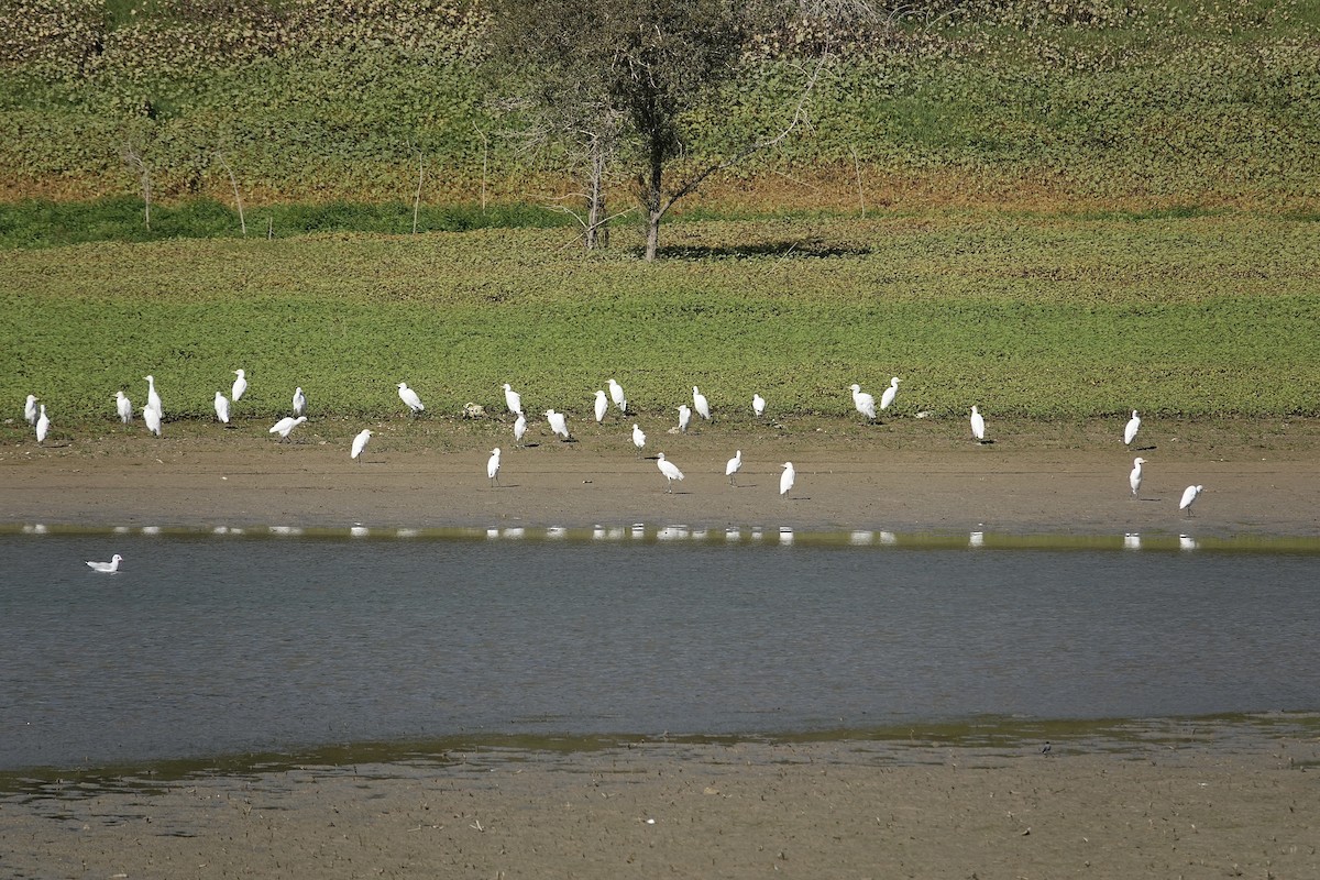 Western Cattle-Egret - ML643356013