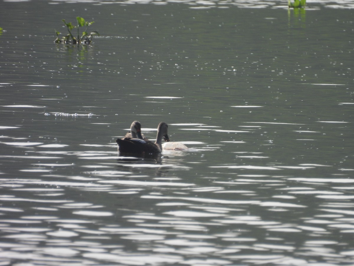 Indian Spot-billed Duck - ML643356031