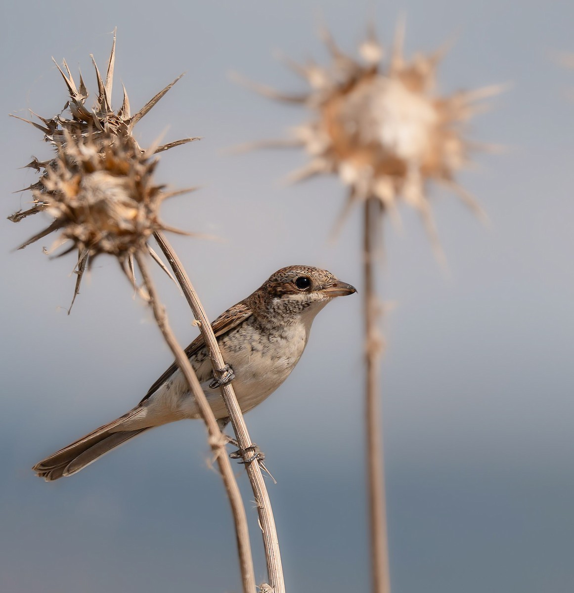 Red-backed Shrike - ML643356046