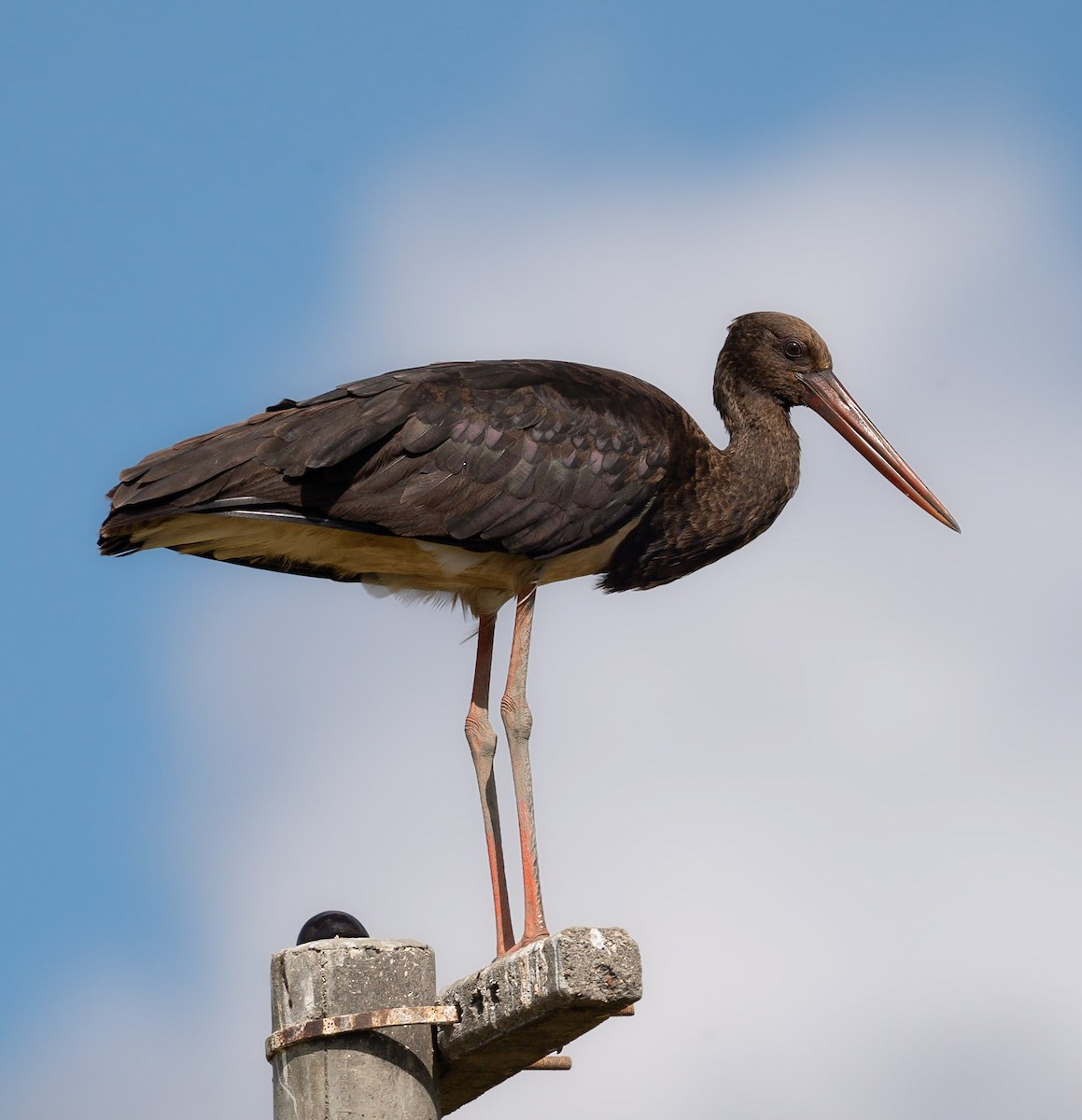 Black Stork - ML643356059