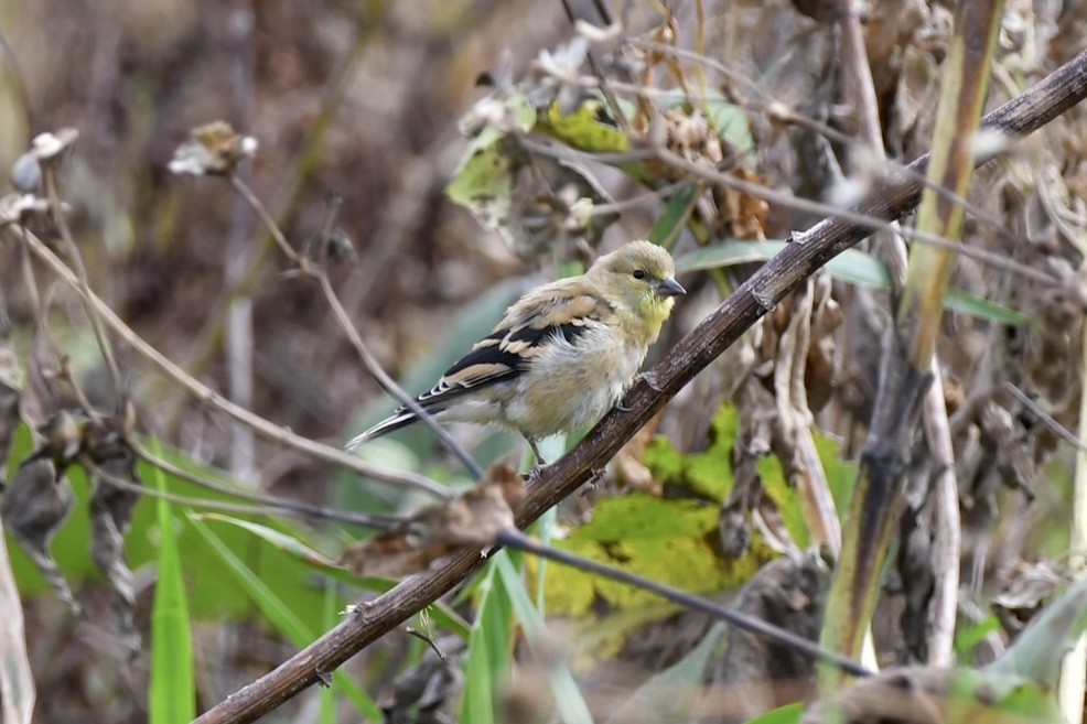 American Goldfinch - ML643356065