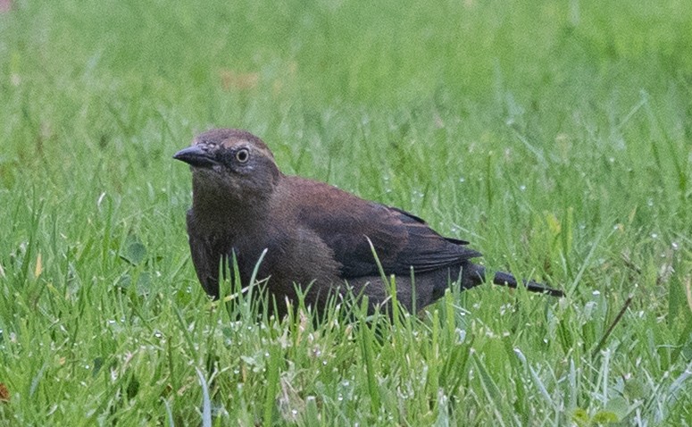 Rusty Blackbird - ML643356066