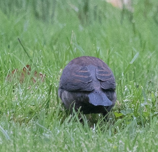 Rusty Blackbird - ML643356067