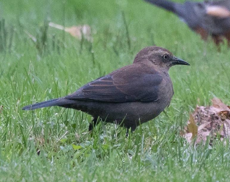 Rusty Blackbird - ML643356068