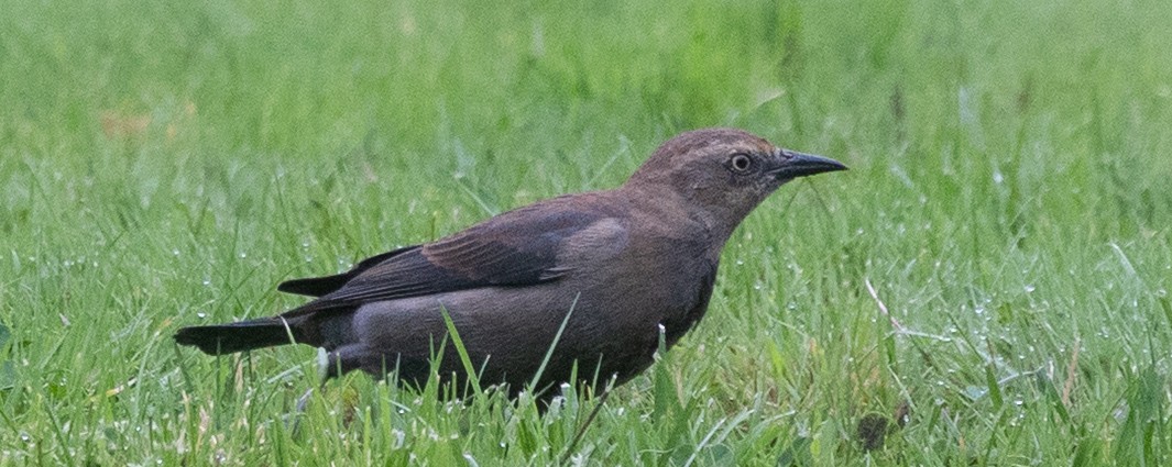 Rusty Blackbird - ML643356069