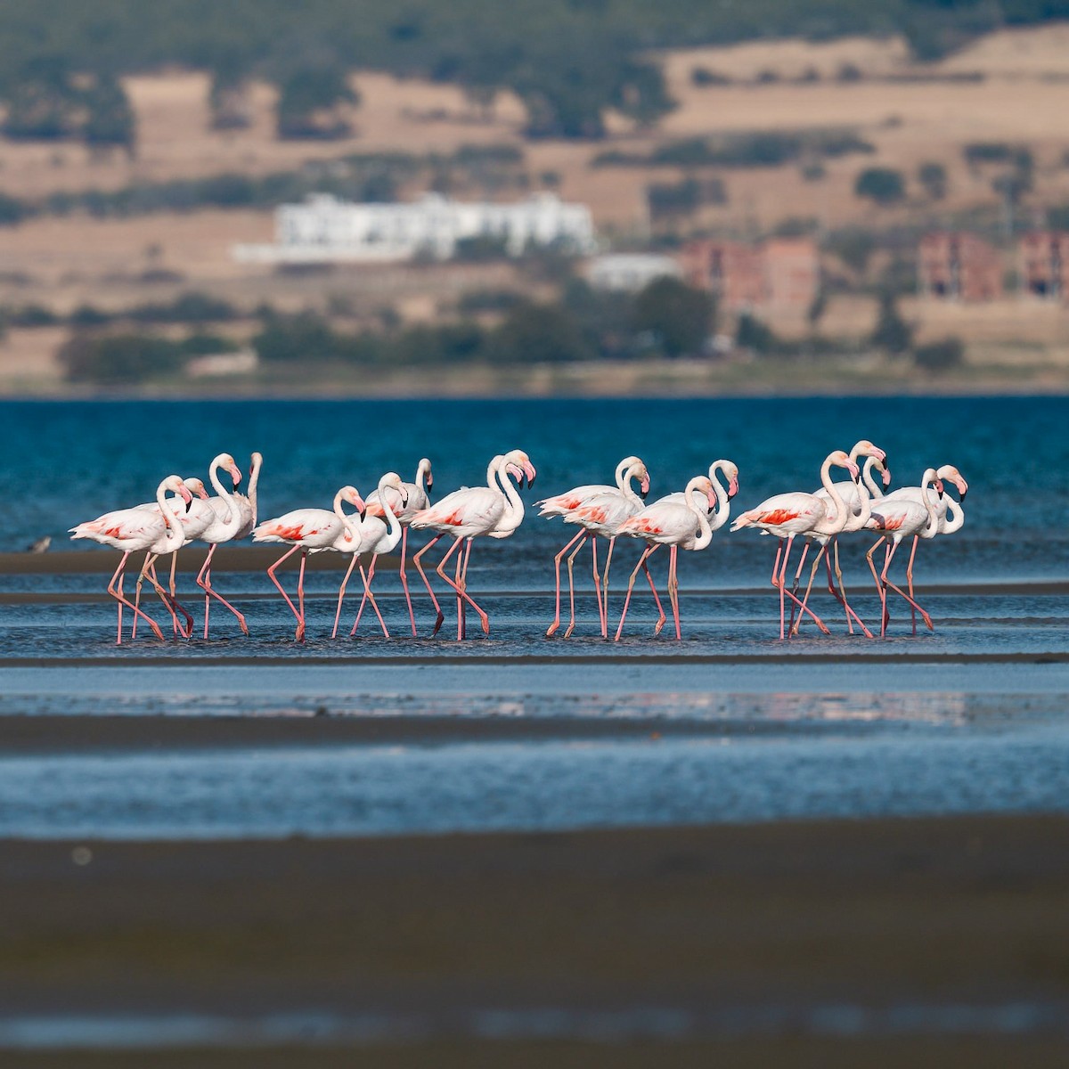 Greater Flamingo - ML643356081