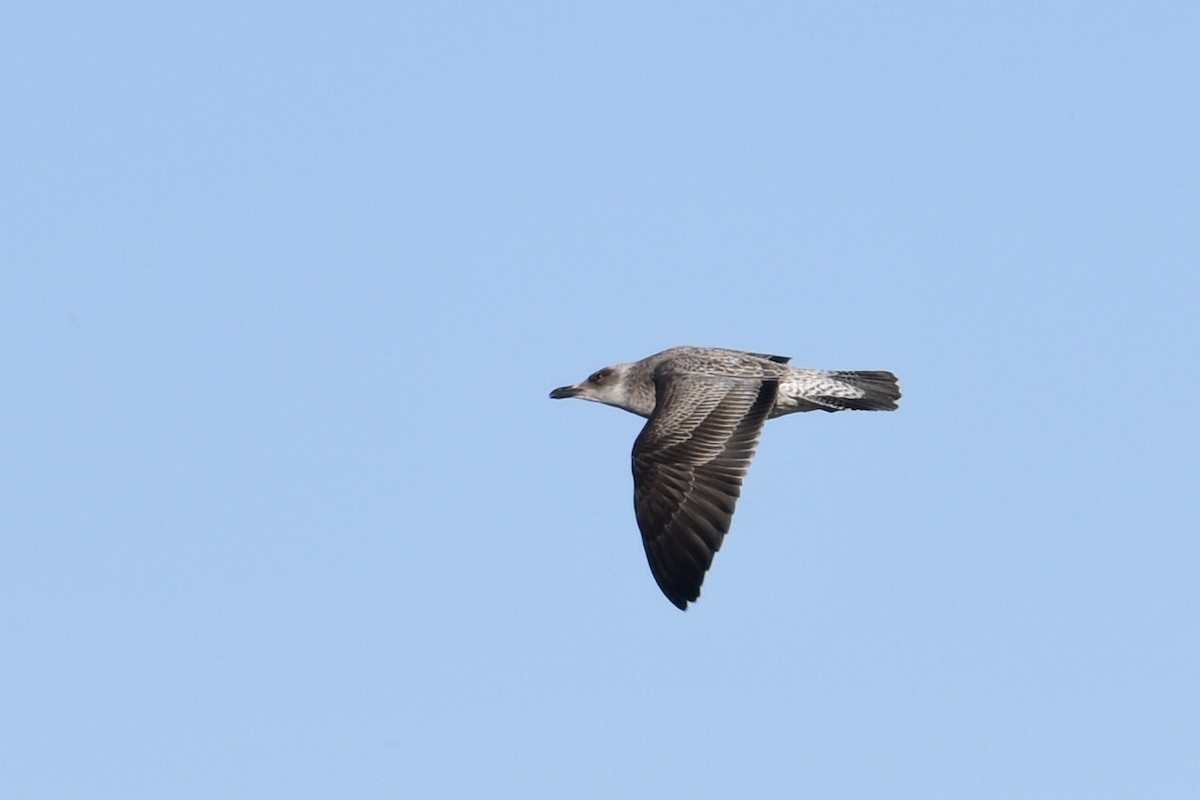 Lesser Black-backed Gull - ML643356083