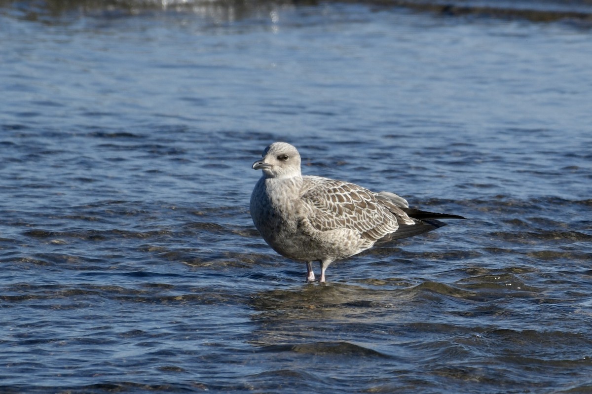 Lesser Black-backed Gull - ML643356084