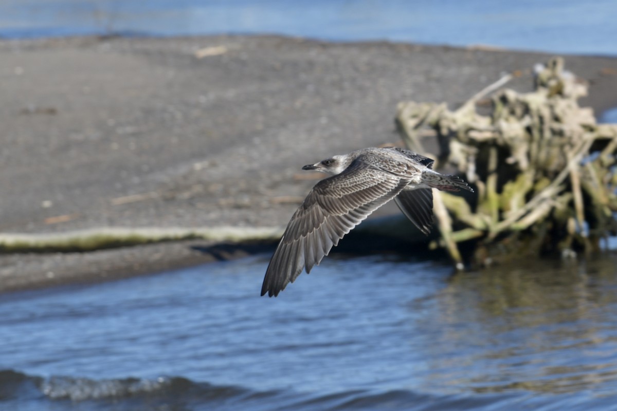 Lesser Black-backed Gull - ML643356085