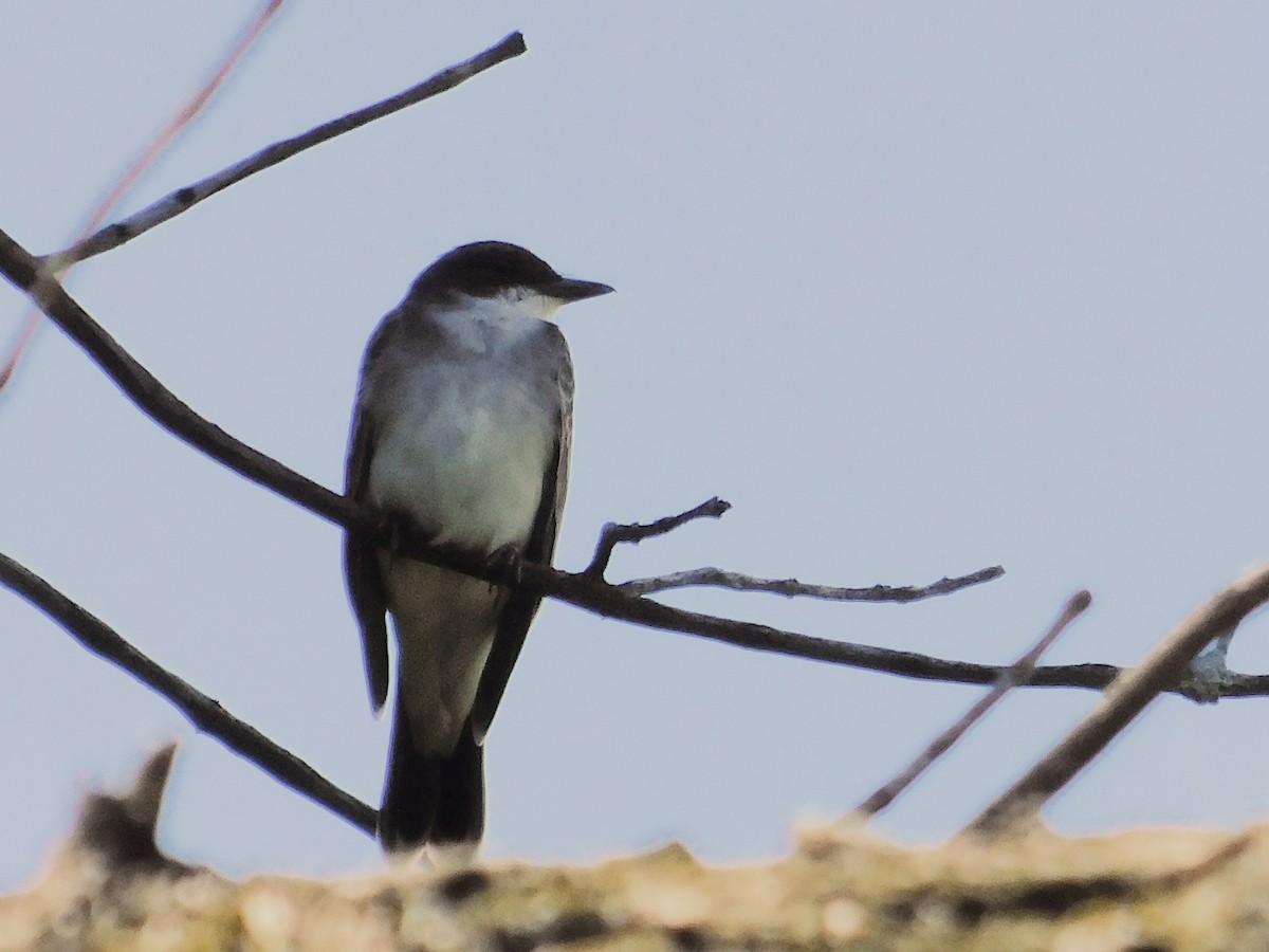 Eastern Kingbird - ML643356088