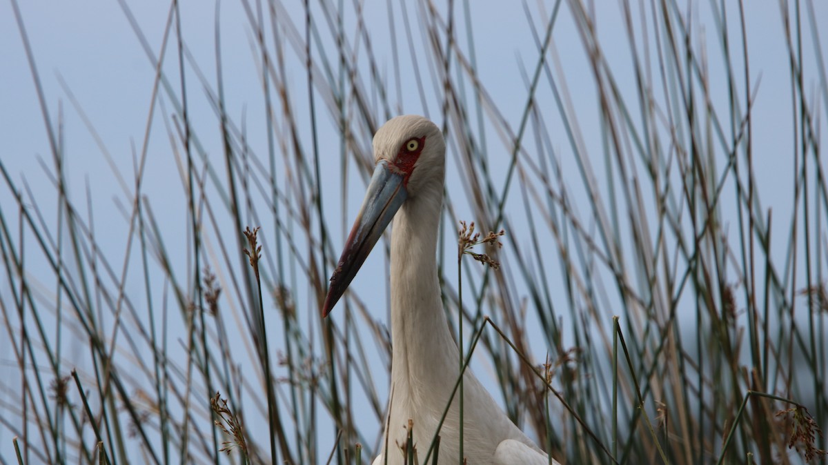 Maguari Stork - ML643356090