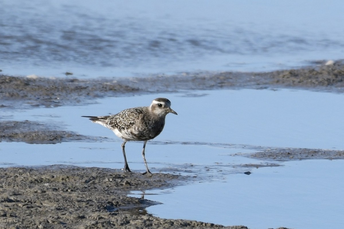 American Golden-Plover - ML643356098