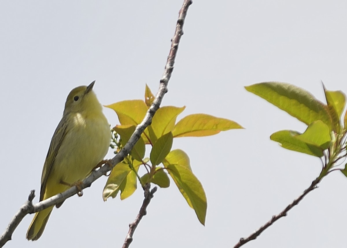 Northern Yellow Warbler - ML643356105