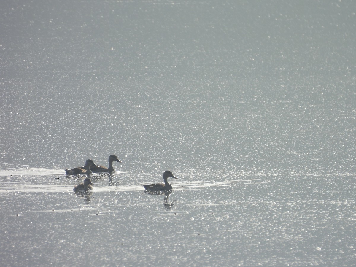 Indian Spot-billed Duck - ML643356107