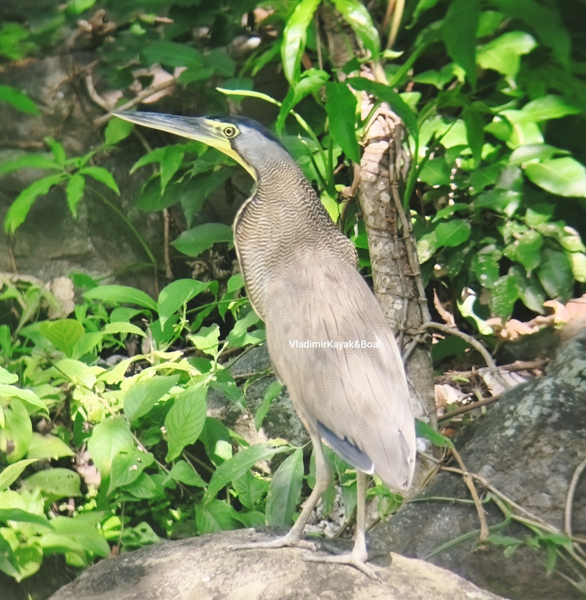 Bare-throated Tiger-Heron - ML643356119