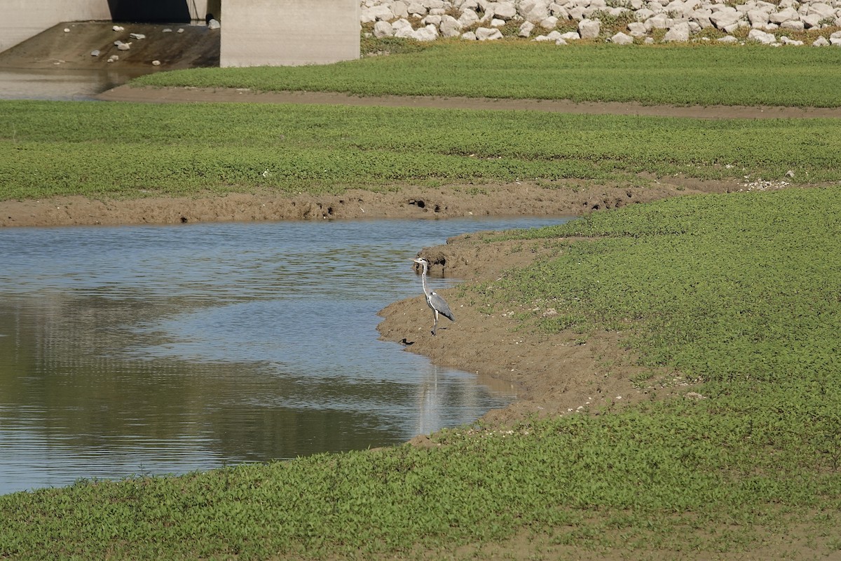 Хөх дэглий - ML643356120