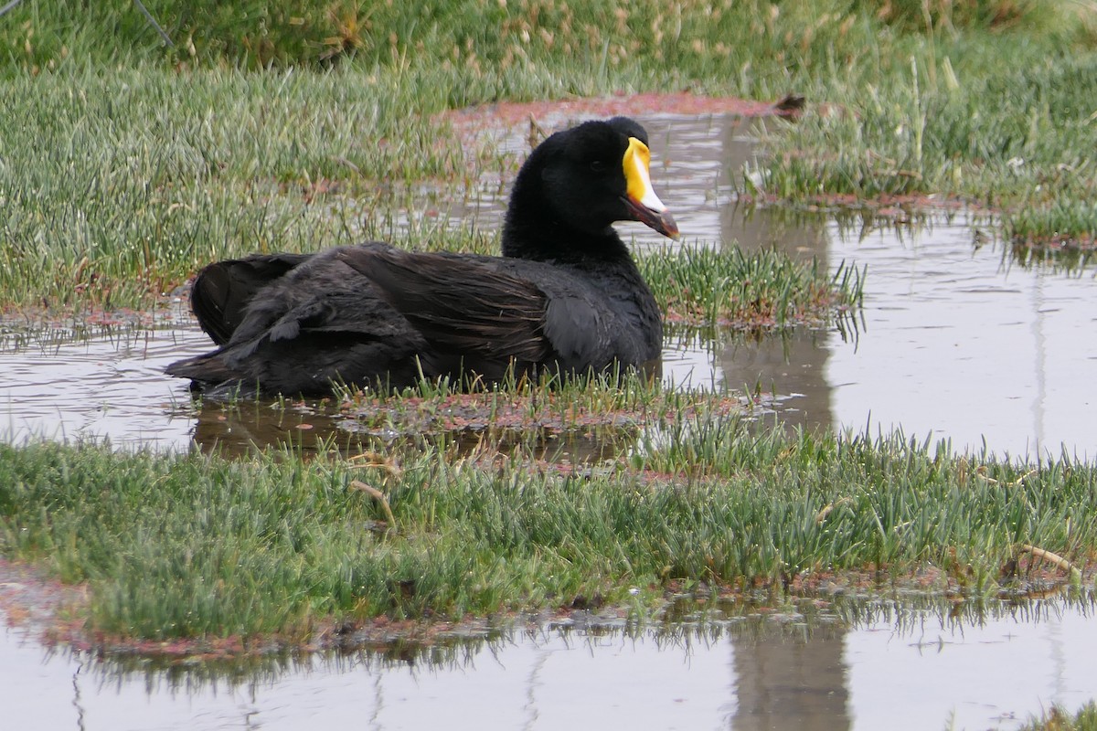 Foulque géante - ML643356136