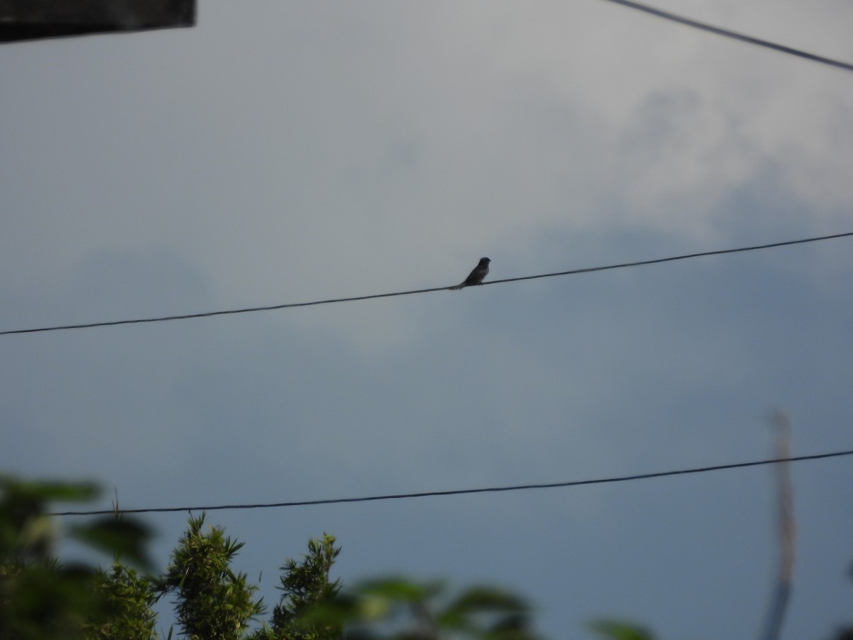 Black Drongo - ML643356139