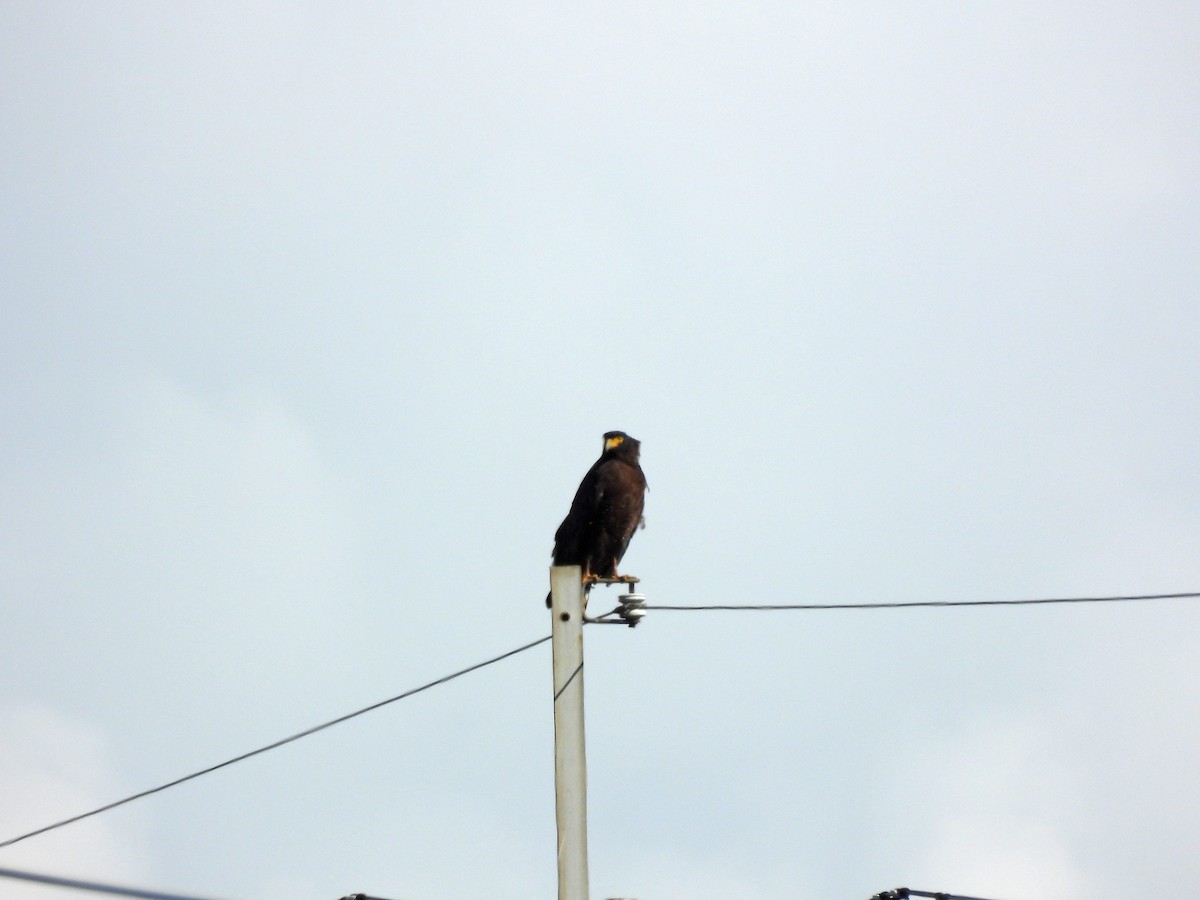 Crested Serpent-Eagle - ML643356143