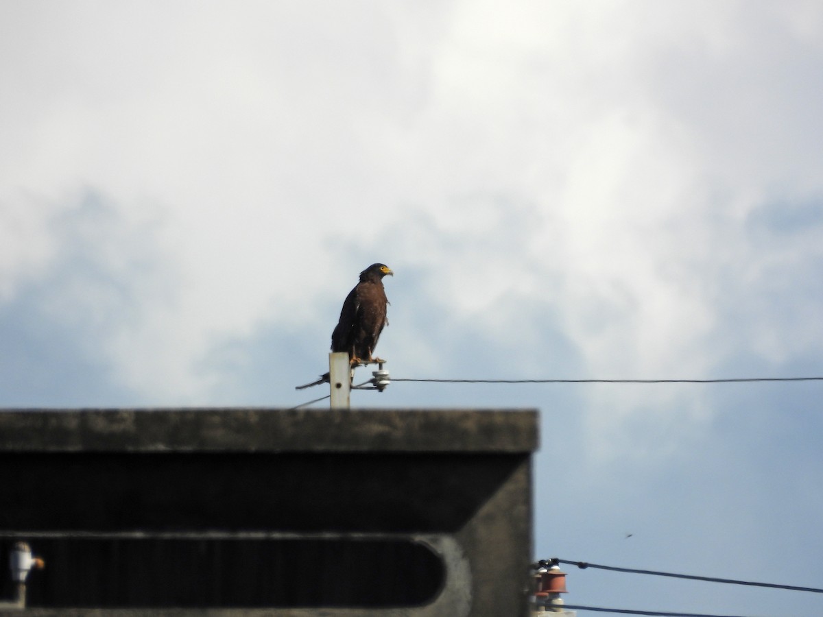 Crested Serpent-Eagle - ML643356144