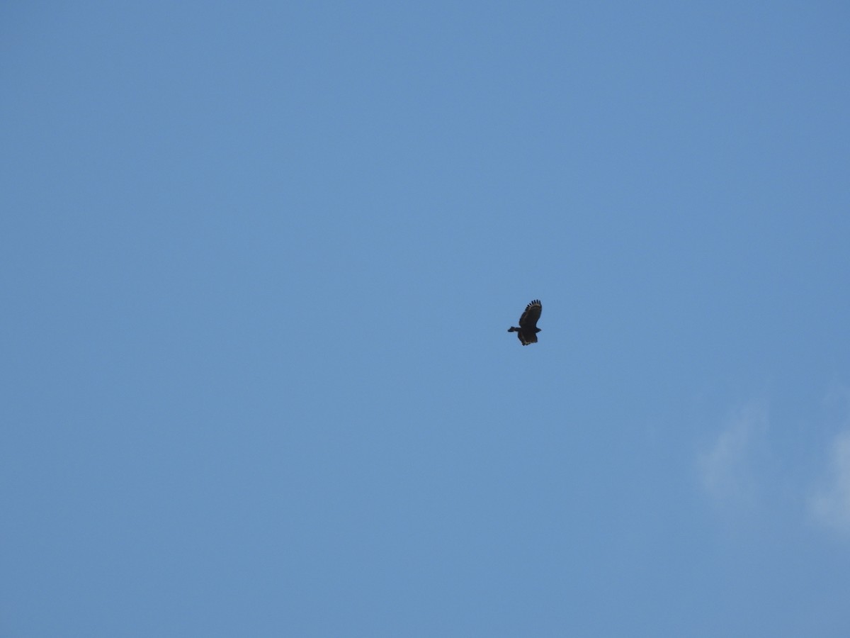 Crested Serpent-Eagle - ML643356145