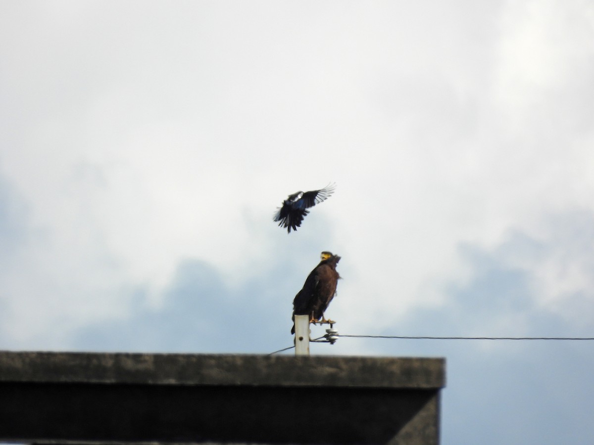 Crested Serpent-Eagle - ML643356146