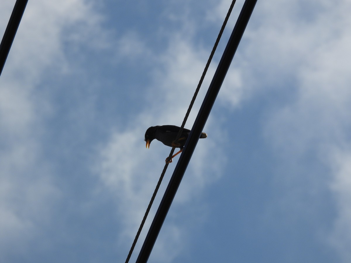 Javan Myna - ML643356151