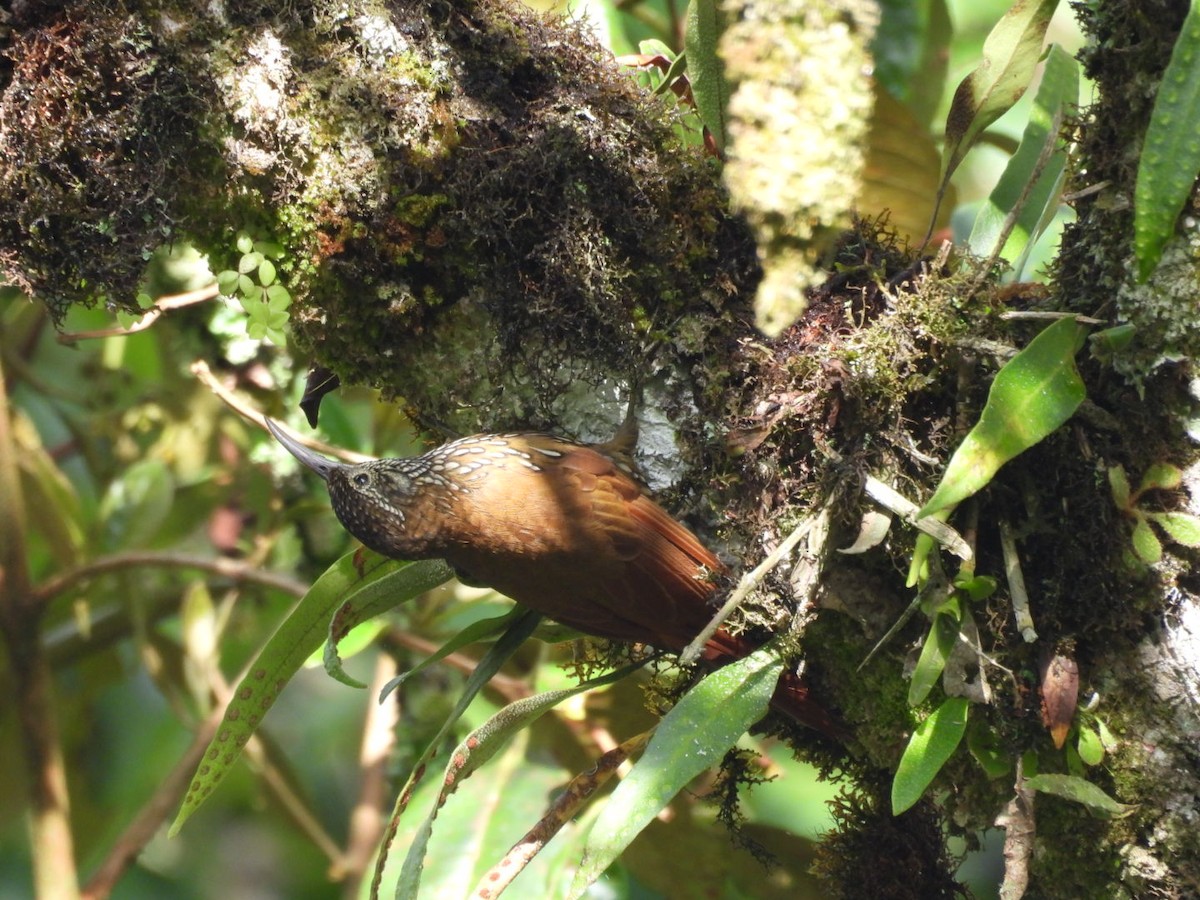 Montane Woodcreeper - ML643356154