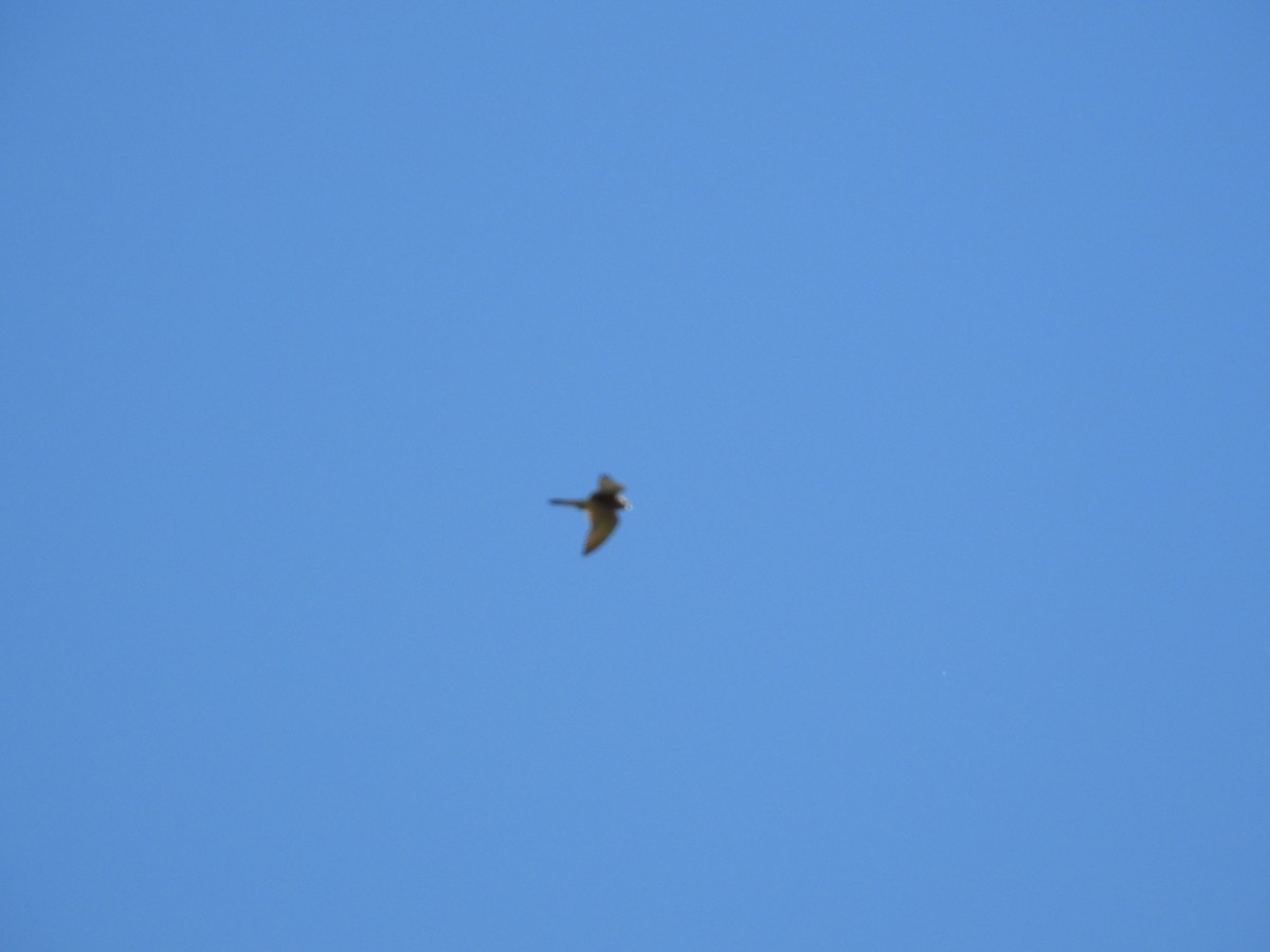 Gray-faced Buzzard - ML643356157