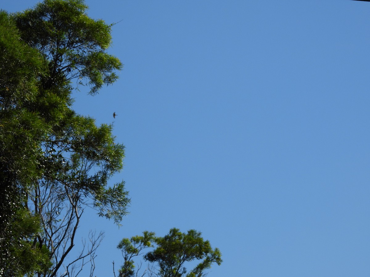 Gray-faced Buzzard - ML643356158