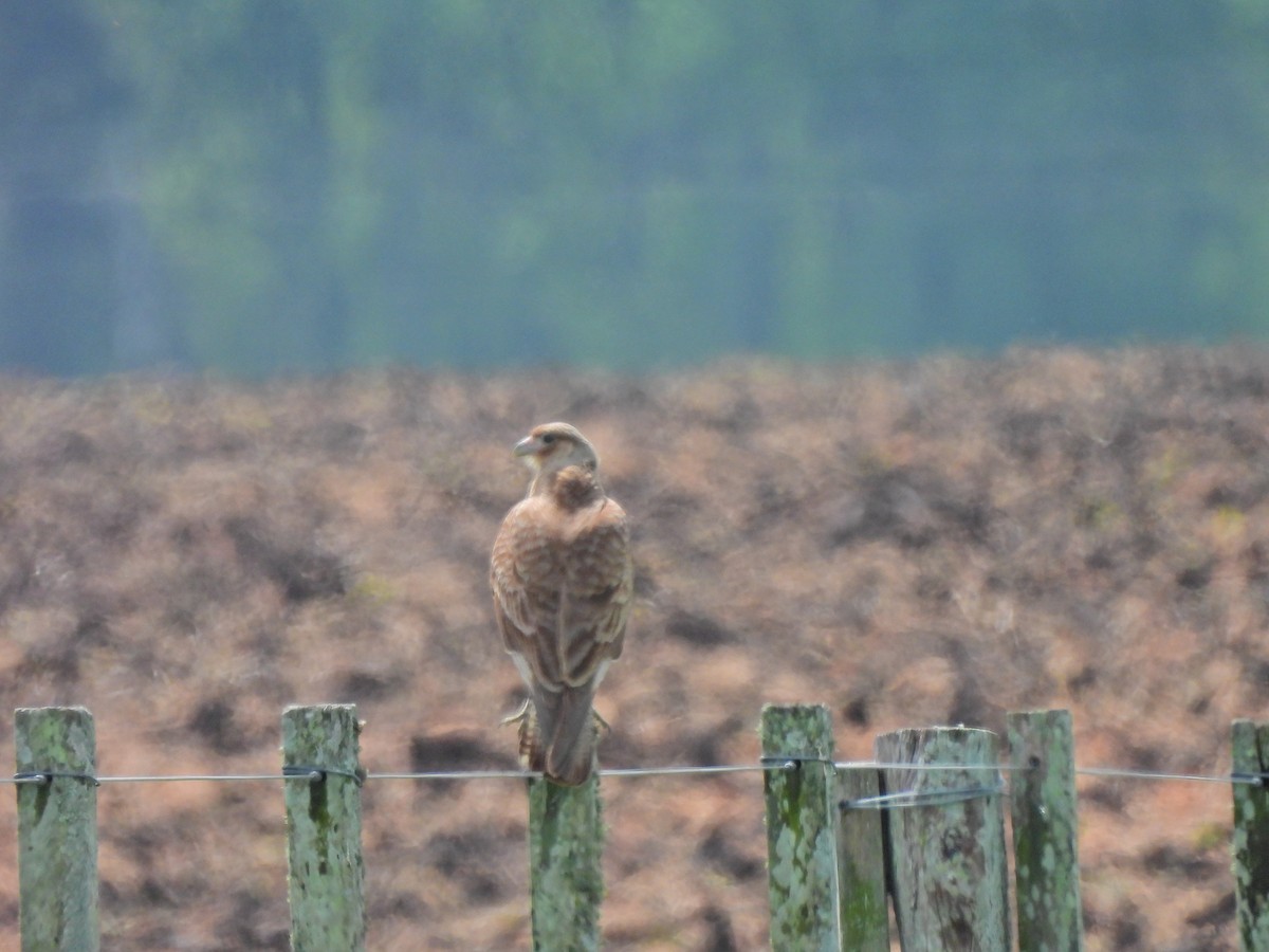 Chimango Caracara - ML643356171