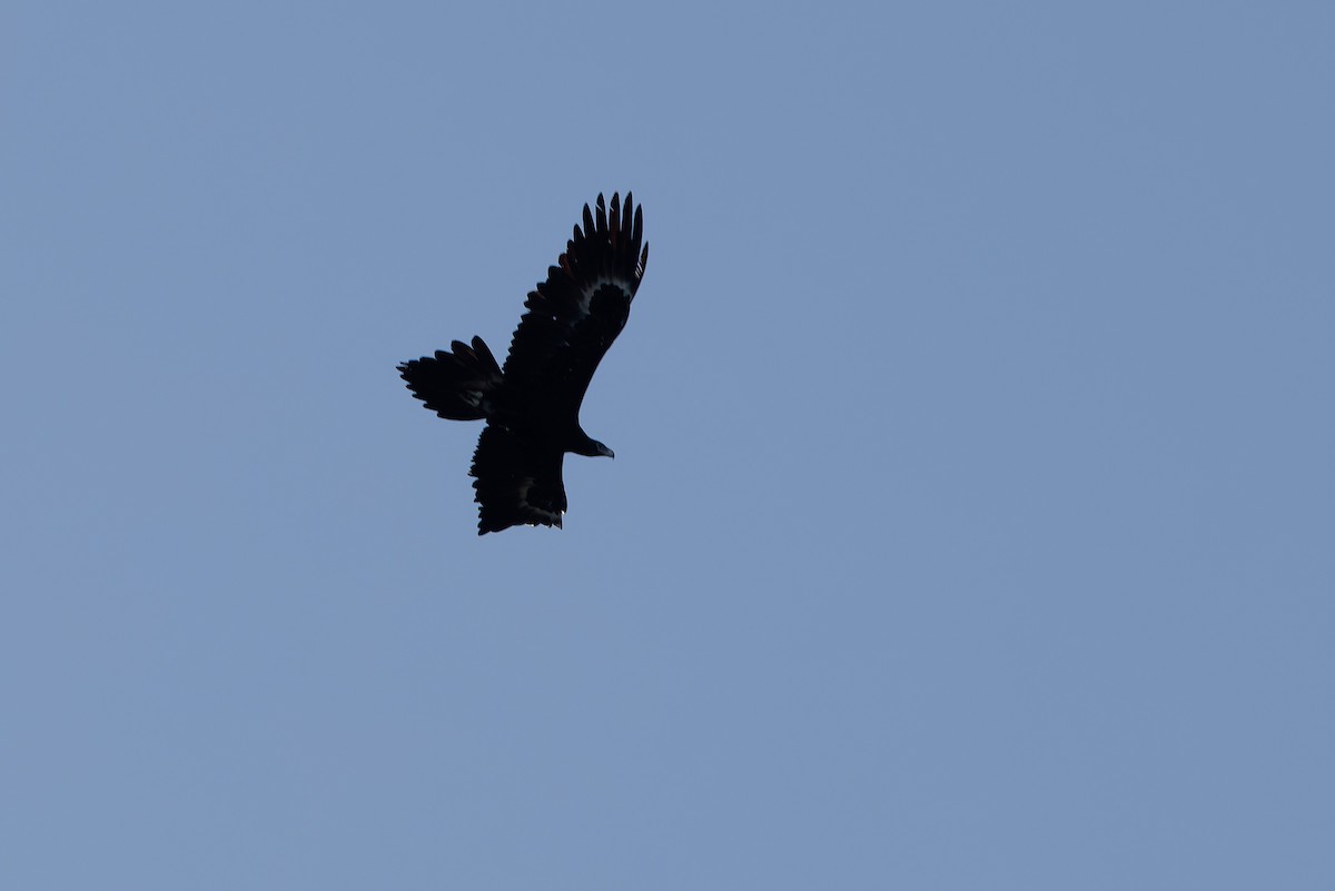 Wedge-tailed Eagle - ML643356173