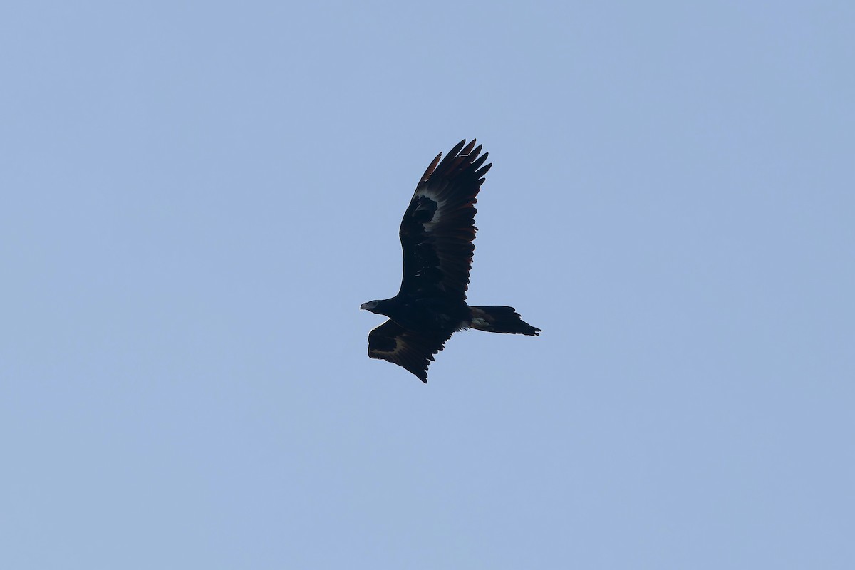Wedge-tailed Eagle - ML643356174