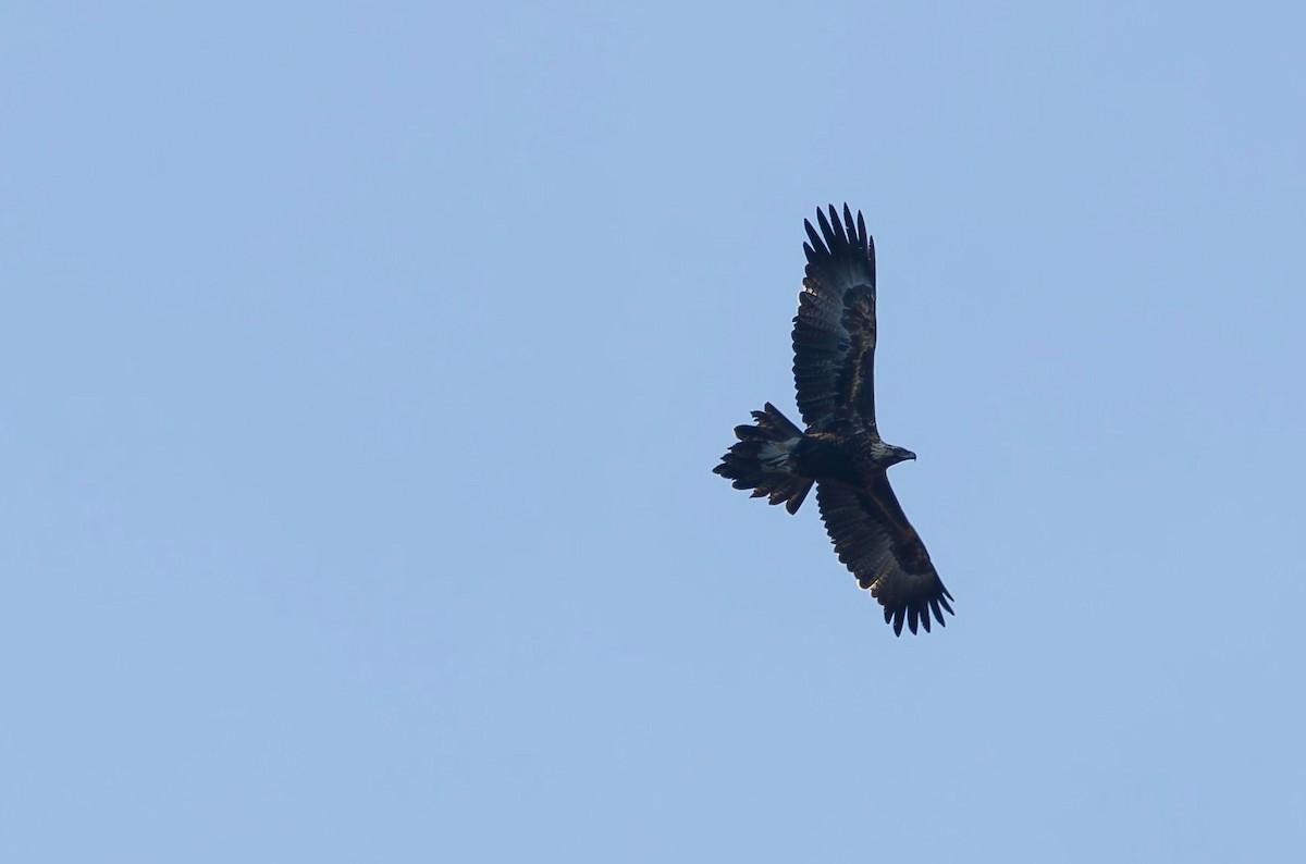 Wedge-tailed Eagle - ML643356175