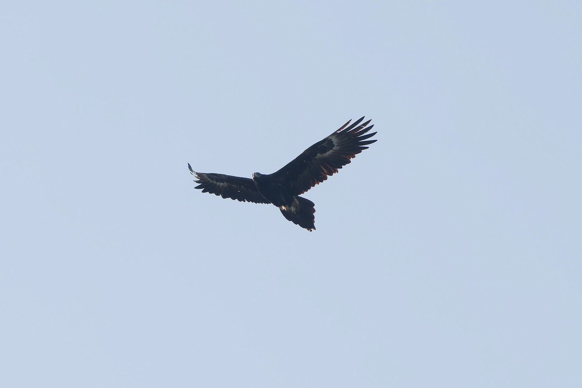 Wedge-tailed Eagle - ML643356176
