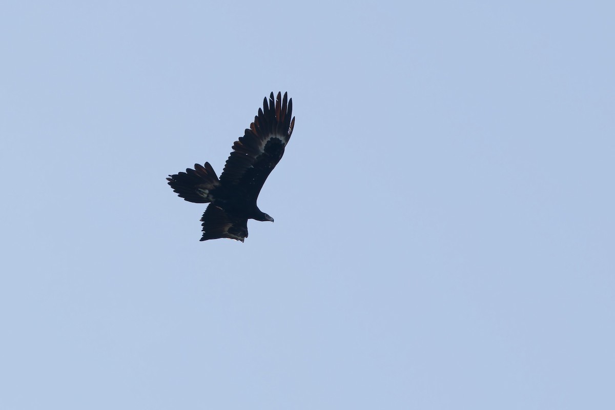 Wedge-tailed Eagle - ML643356177