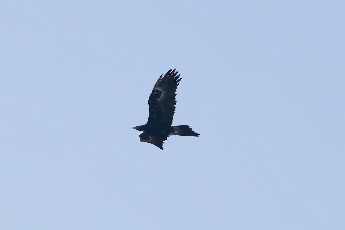 Wedge-tailed Eagle - ML643356178