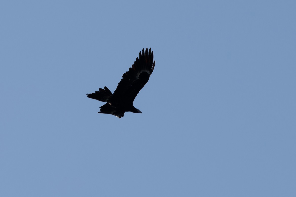 Wedge-tailed Eagle - ML643356179