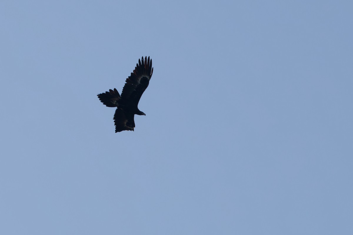 Wedge-tailed Eagle - ML643356180