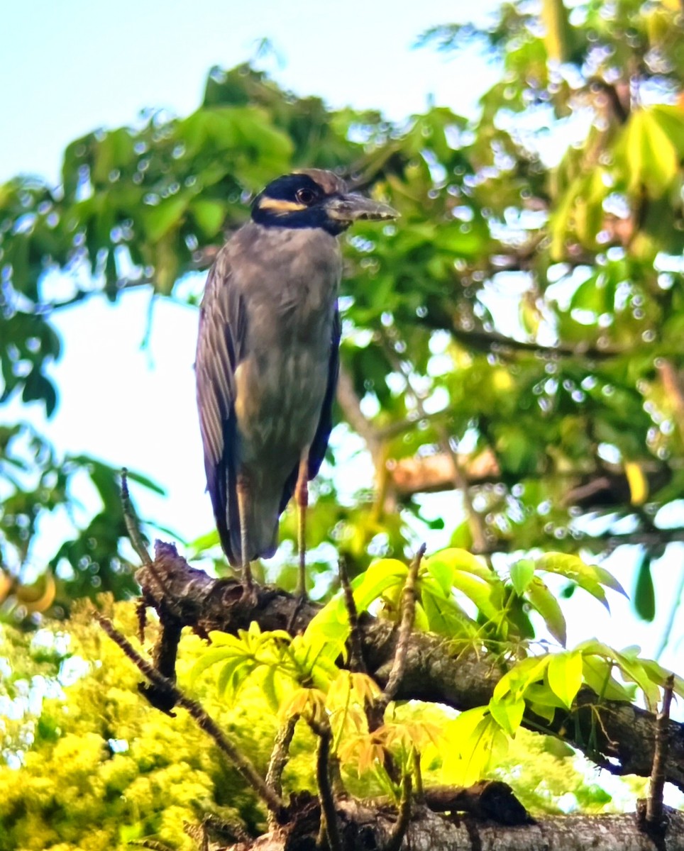 Yellow-crowned Night Heron - ML643356187