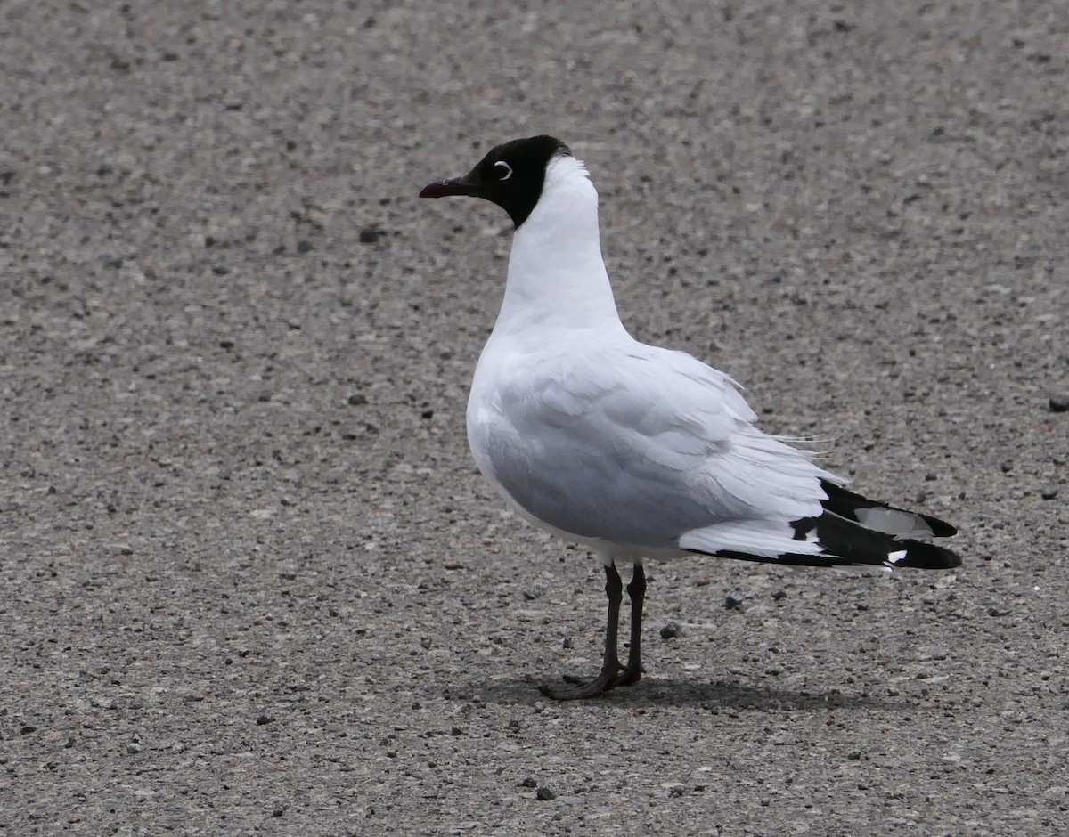 Mouette des Andes - ML643356189