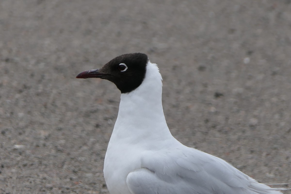 Mouette des Andes - ML643356190