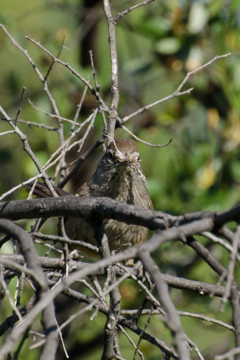 Dusky-tailed Canastero - ML643356194