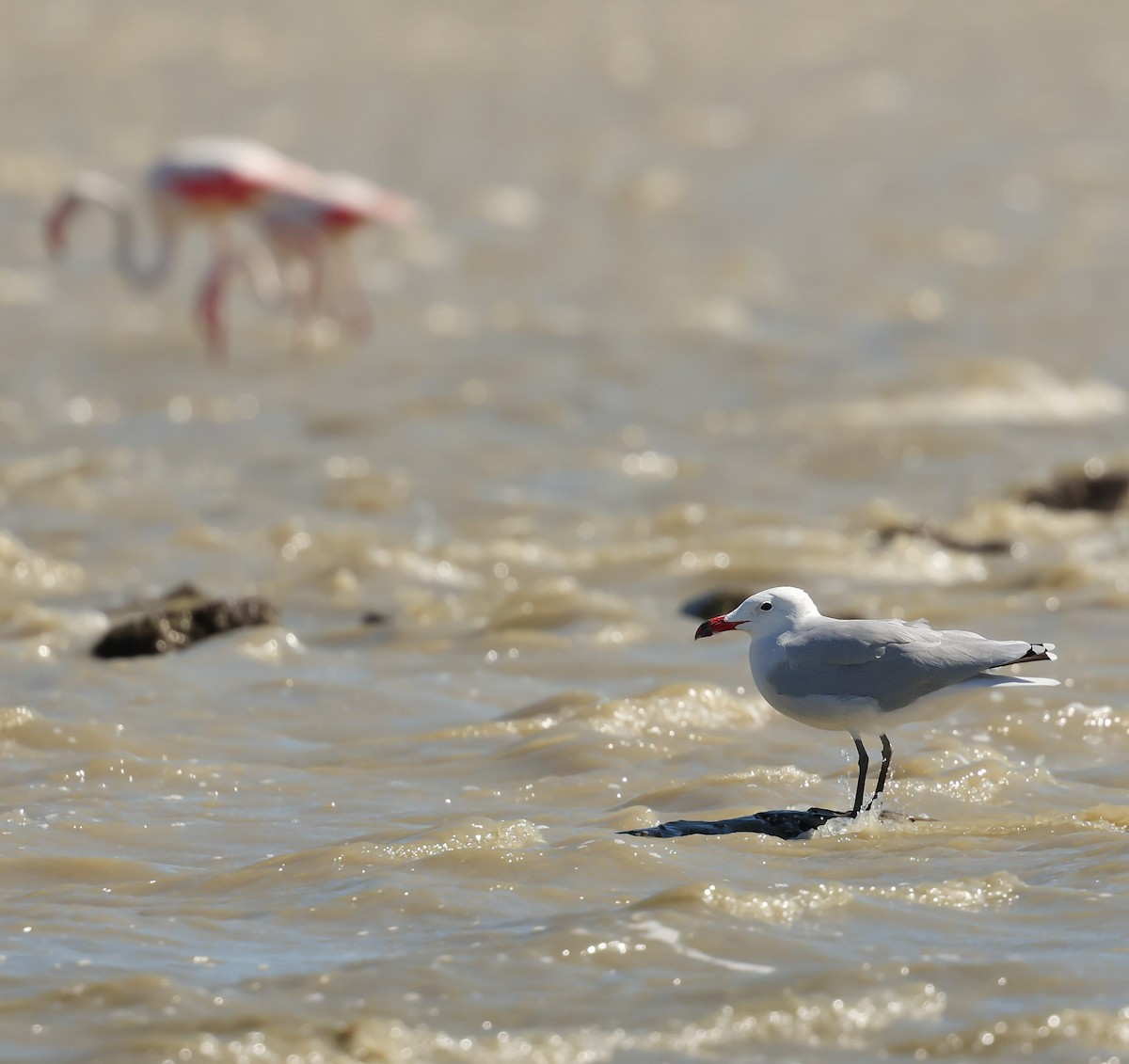 Audouin's Gull - ML643356195