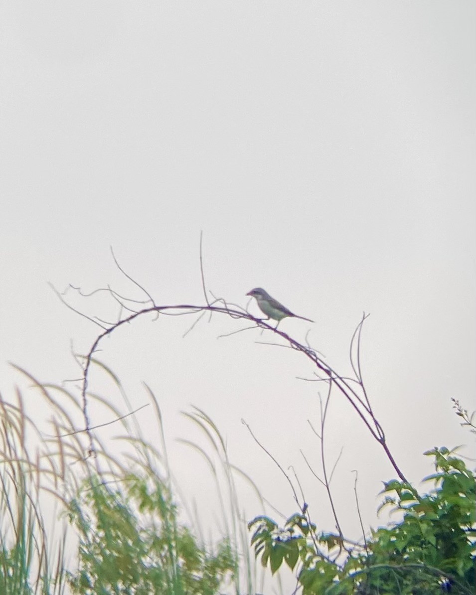 Bay-backed Shrike - ML643356205
