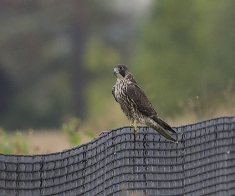 Peregrine Falcon - ML643356212