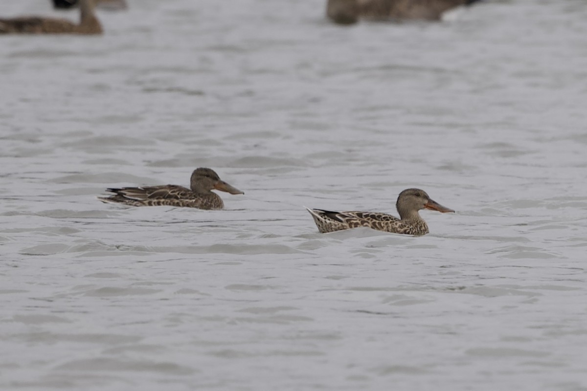 Northern Shoveler - ML643356219
