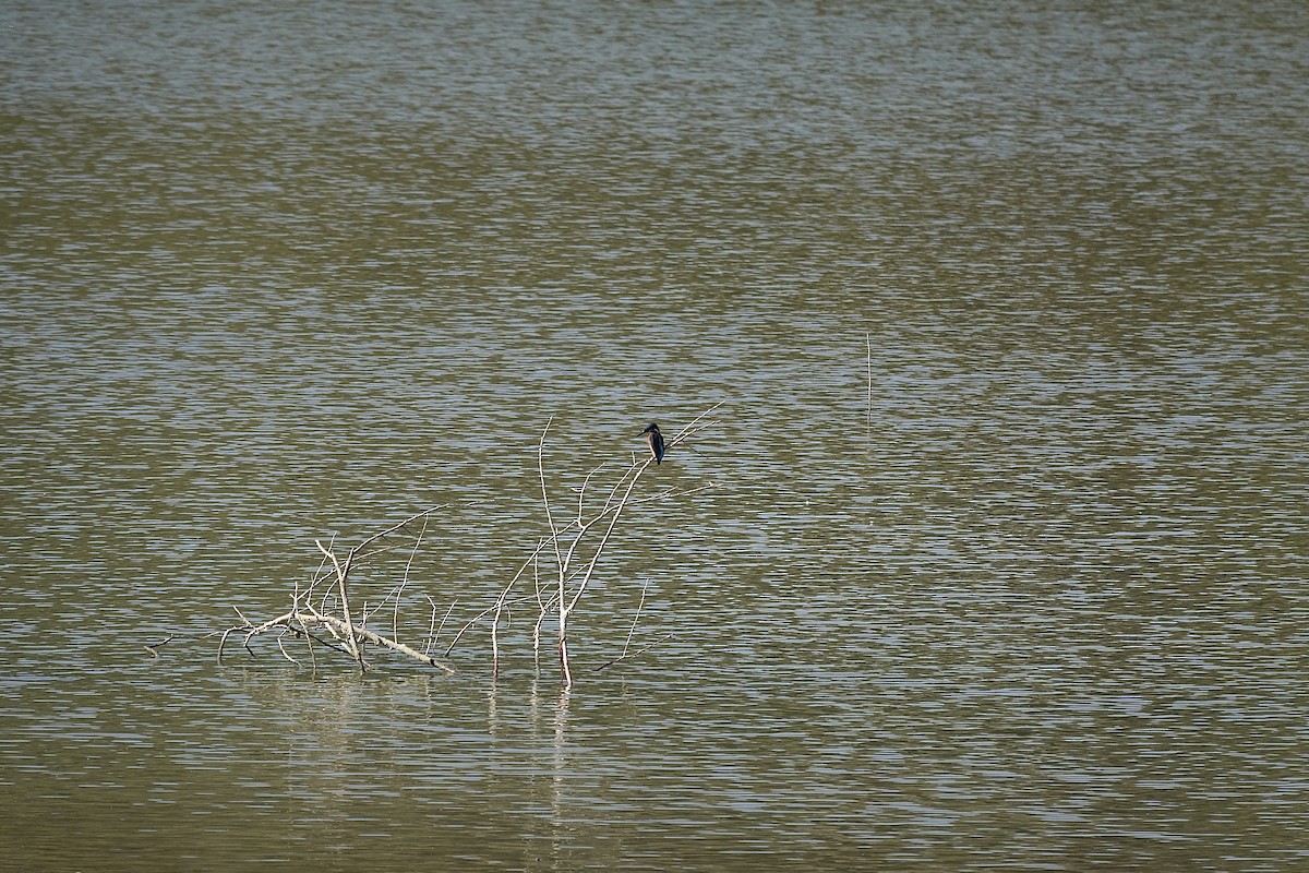 Номин шогшир - ML643356235